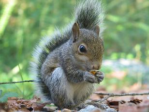 squirrel.JPG